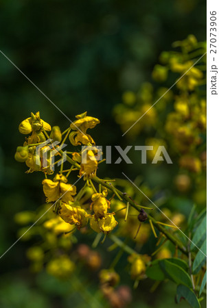 yellow flowers in upstream yellow flowers in upstream 27073906