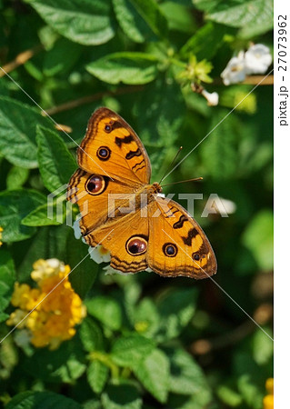 タイ王国バンコクの自然、蝶(Butterfly seen in Bangkok, Thailand) タイ王国バンコクの自然、蝶(Butterfly seen in Bangkok, Thailand) 27073962