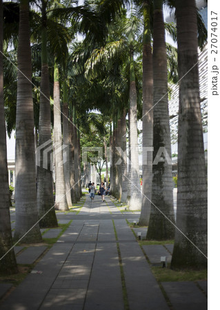 Palm trees alley in Singapore city 27074017