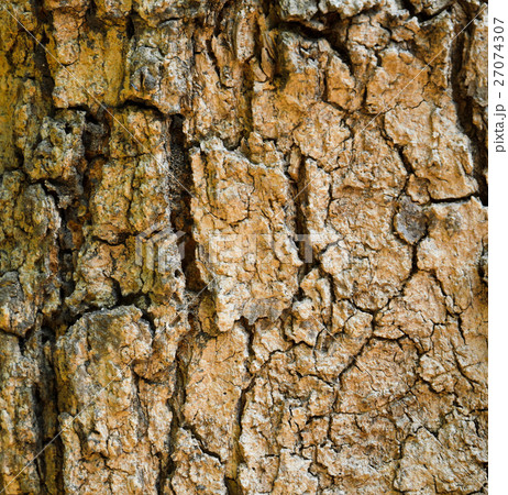 Tree bark background 27074307