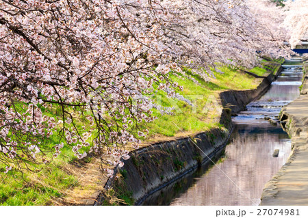 高田千本桜 27074981