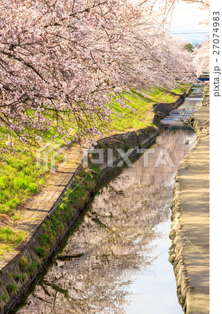 高田千本桜 27074983