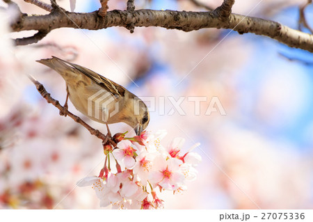 ニュウナイスズメ 雌 27075336