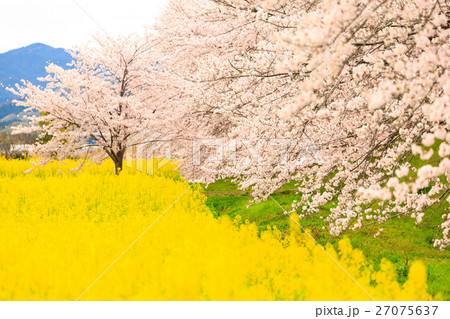 桜と菜の花畑 27075637