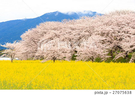 桜と菜の花畑 27075638
