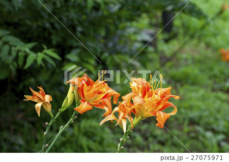 かんぞうの花 春の狭山丘陵 かんぞうの花 春の狭山丘陵 27075971