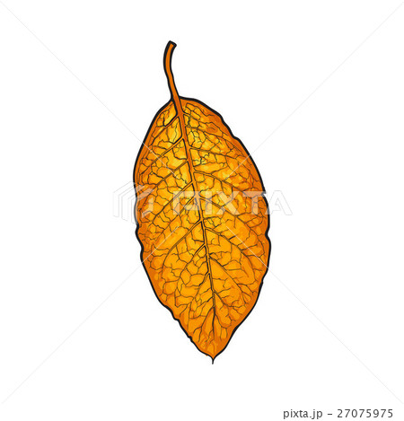 Hand drawn dry tobacco leaf, vector illustration 27075975