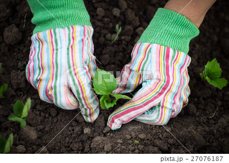 Woman planting seedling in vegetable garden Woman planting seedling in vegetable garden 27076187