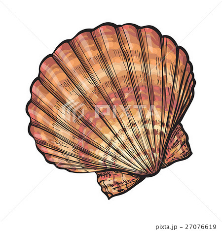 Colorful Saltwater Scallop Sea Shell Isolatedのイラスト素材