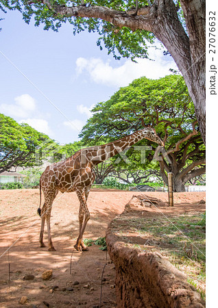 ハワイ ホノルル動物園 アミメキリンの写真素材