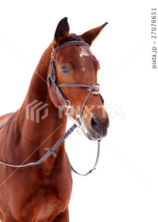 Bay thoroughbred stallion isolated on white Bay thoroughbred stallion isolated on white 27076651