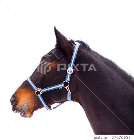 Black thoroughbred stallion head isolated on white Black thoroughbred stallion head isolated on white 27076652