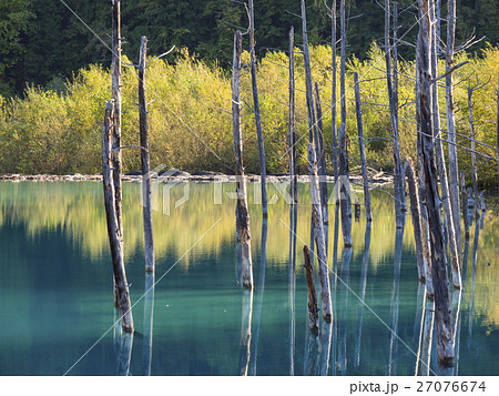 美瑛の青い池（2016秋） 27076674