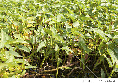空心菜の畑 27076828