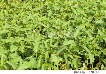 空心菜の畑 空心菜の畑 27076853