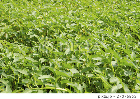 空心菜の畑 空心菜の畑 27076855
