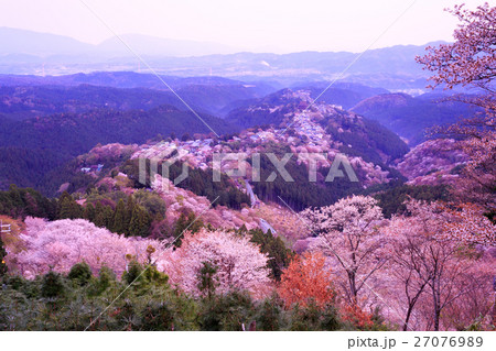 花矢倉展望台からの吉野桜 花矢倉展望台からの吉野桜 27076989