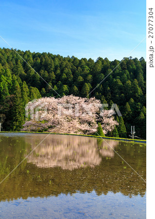 諸木野の桜 27077304