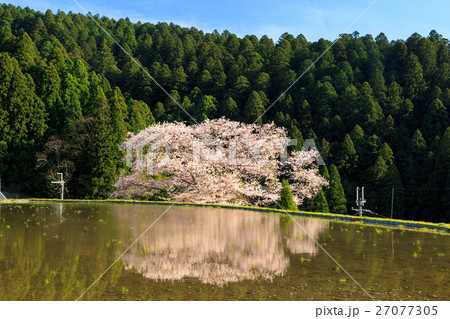 諸木野の桜 27077305