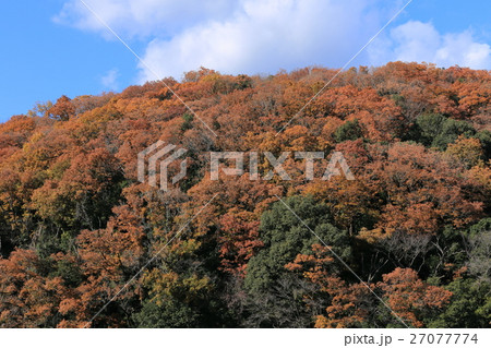 勘八峡の紅葉 27077774