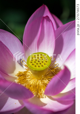 蓮の花 蓮の花 27078073
