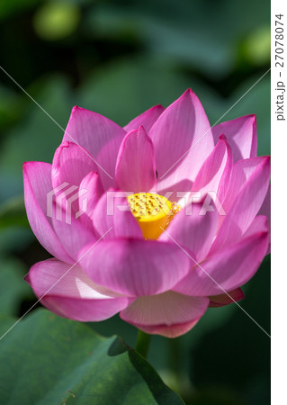 蓮の花 蓮の花 27078074