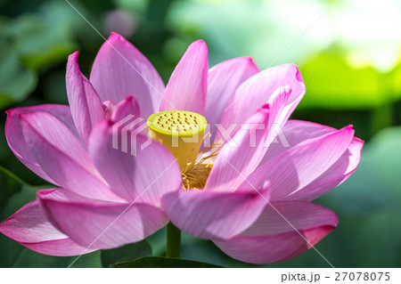 蓮の花 蓮の花 27078075