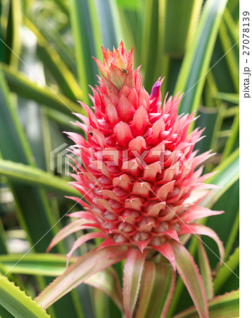 パイナップルー花パインの写真素材