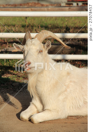 白い雄ヤギ 27078457
