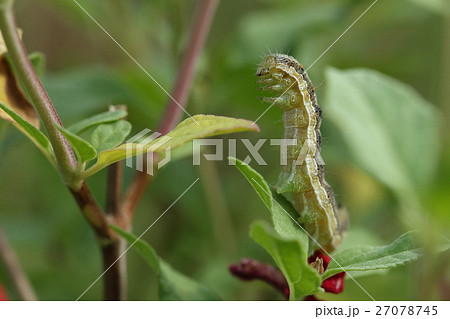 生き物 昆虫 オオタバコガ 好き嫌いがなく何でも沢山食べる良い子 つまり大害虫らしいですの写真素材
