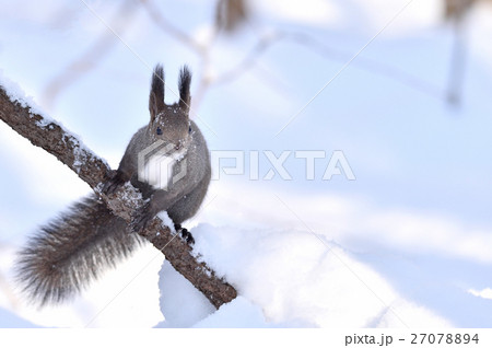 雪の中のエゾリス 雪の中のエゾリス 27078894