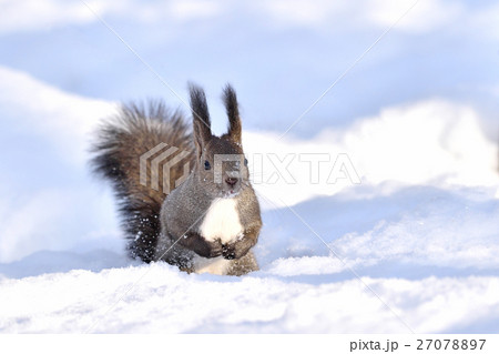 雪の中のエゾリス 雪の中のエゾリス 27078897
