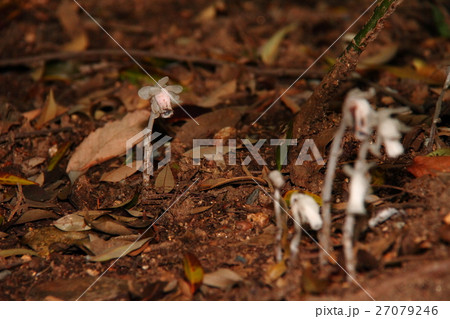 銀竜草19 銀竜草19 27079246
