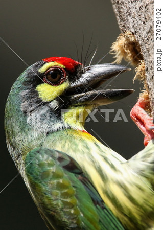 Coppersmith Barbet (Megalaima haemacephala), Bird  27079402