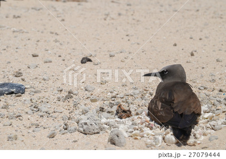 クロアジサシ 27079444