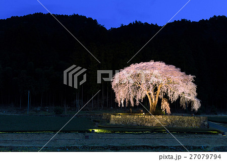 岐阜_水戸野の枝垂桜 27079794