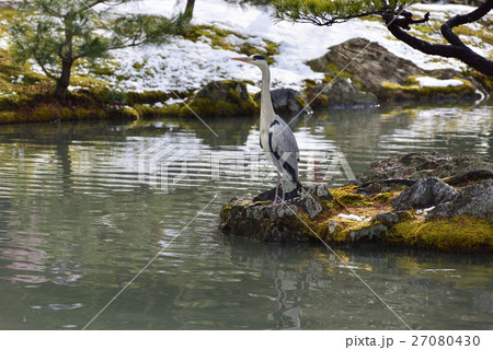 金閣寺（鹿苑寺）鏡湖池　アオサギ 27080430