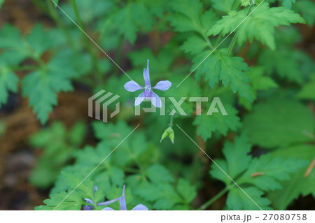 芹葉飛燕草セリバヒエンソウ　花言葉は「陽気」 27080758