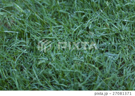 濡れた芝生 27081371