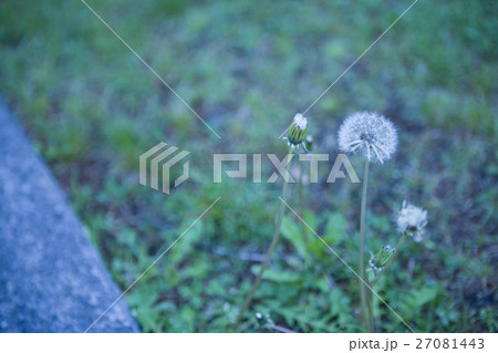 タンポポの綿毛 27081443