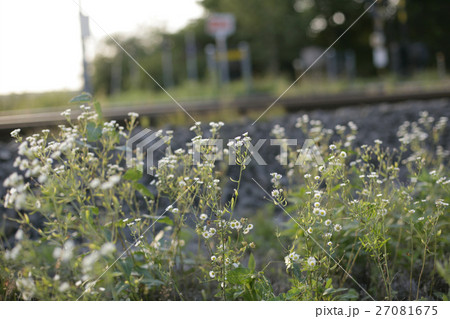 野草 野草 27081675