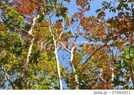 紅葉したサルスベリの葉 紅葉したサルスベリの葉 27082011