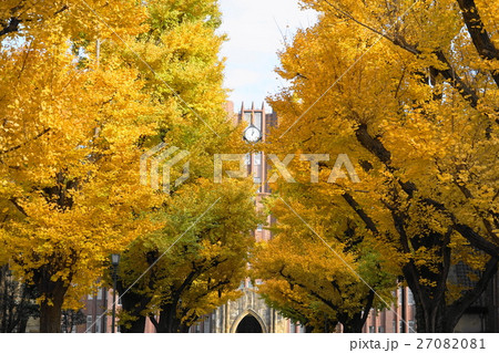 12月 東京大学22イチョウ並木の黄葉紅葉の写真素材