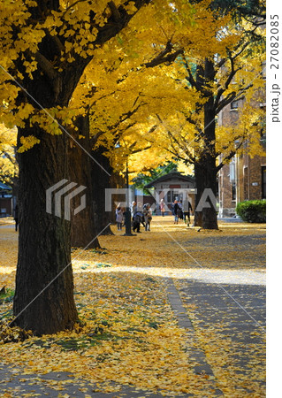 12月 東京大学26イチョウ並木の黄葉紅葉の写真素材