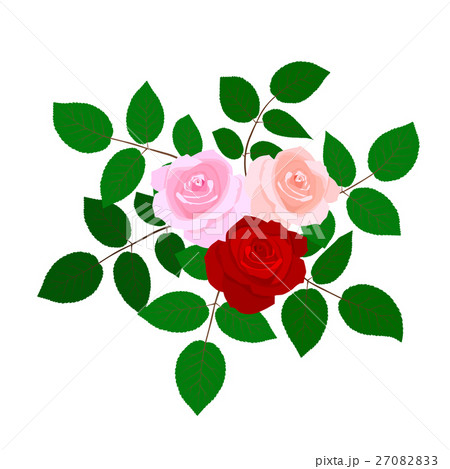 Rose flowers isolated on white background. 27082833
