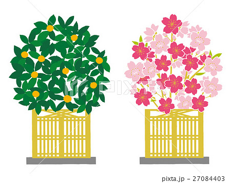 桜橘のイラスト素材