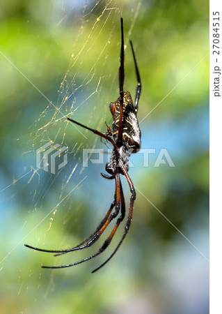 Golden silk orb-weaver on net Madagascar Golden silk orb-weaver on net Madagascar 27084515