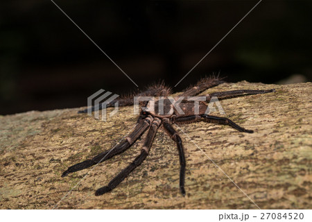 Big Huntsman Spider On Tree Madagascarの写真素材