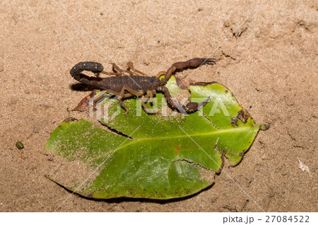 Scorpions, predatory arachnids Madagascar Scorpions, predatory arachnids Madagascar 27084522
