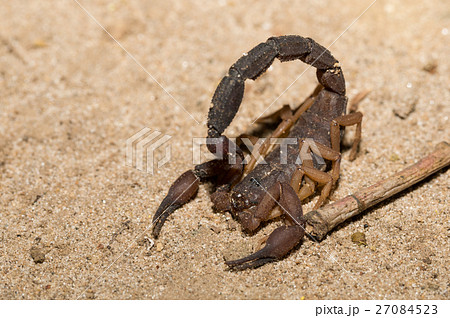 Scorpions, predatory arachnids Madagascar 27084523